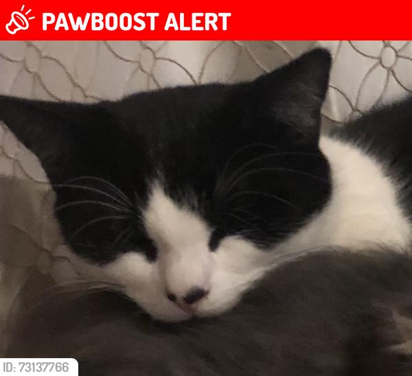 Lost Male Cat last seen Tower Bridge road and old Kent road, Greater London, England SE1
