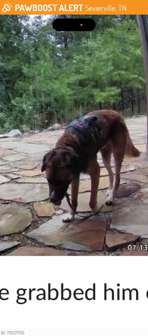 Found/Stray Unknown Dog last seen Near Mountain Blvd Sevierville Tennessee, Sevierville, TN 37876