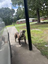 Reunited Male Dog last seen Near Simpson Dr NW, Rome, GA 30165, USA, Rome, GA 30165