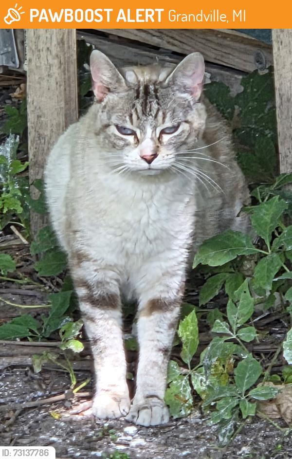 Found/Stray Female Cat last seen Off of kenowa between Grandville and Jenison, Grandville, MI 49418