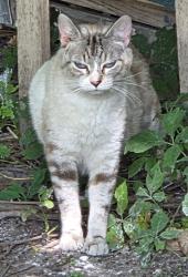 Found/Stray Female Cat last seen Off of kenowa between Grandville and Jenison, Grandville, MI 49418