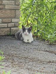 Found/Stray Male Cat last seen Highway 183, Stoughton, WI 53589