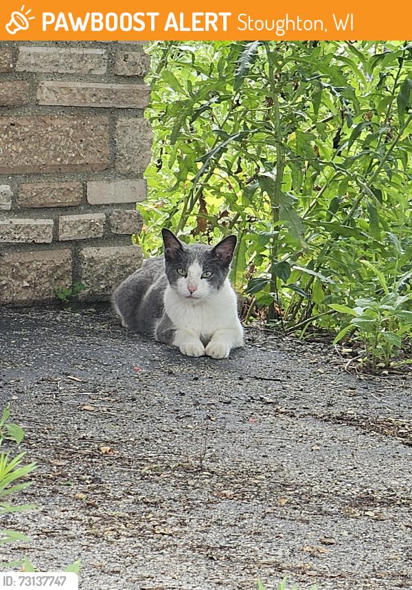 Found/Stray Male Cat last seen Highway 183, Stoughton, WI 53589