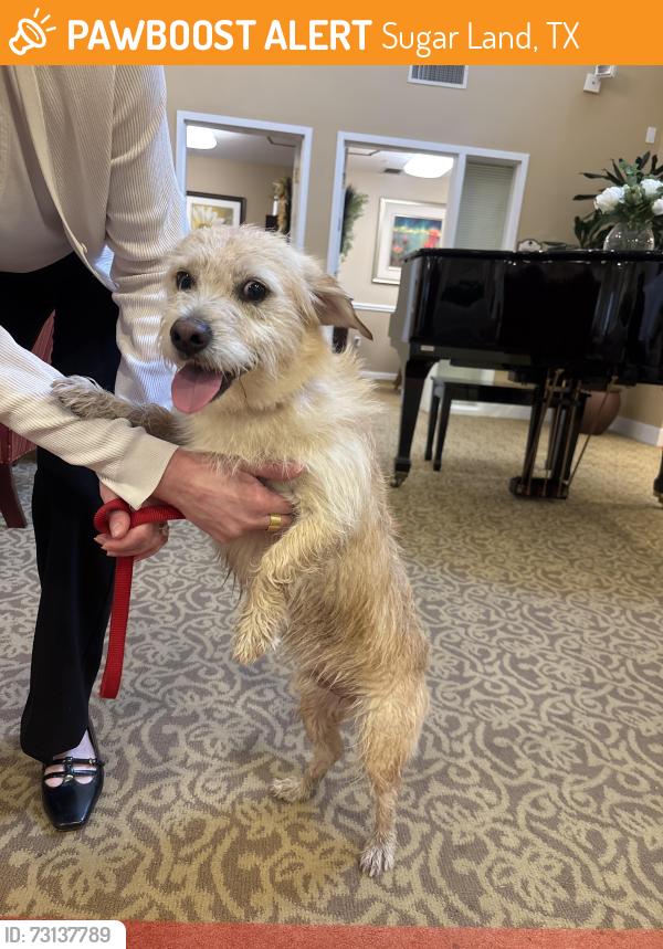 Found/Stray Male Dog last seen atria sugar land, Sugar Land, TX 77479