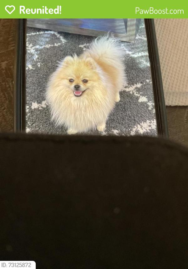 Reunited Female Dog last seen Mercy hosp, Gilbert, Gilbert, AZ 85297