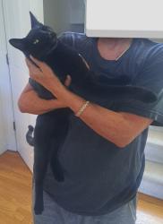 Reunited Female Cat last seen Near Easley Rd & W 64th Ave, Golden, CO 80403