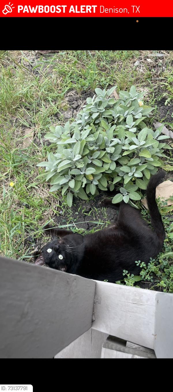 Lost Male Cat last seen Burnett, Denison, TX 75020