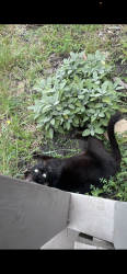 Lost Male Cat last seen Burnett, Denison, TX 75020