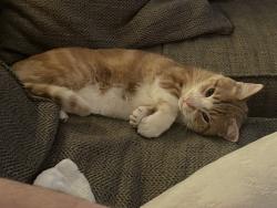 Lost Male Cat last seen Alma and Kellog, Portland, OR 97203