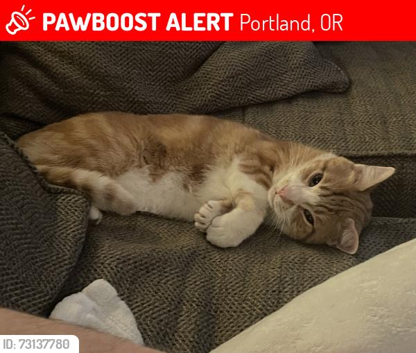 Lost Male Cat last seen Alma and Kellog, Portland, OR 97203