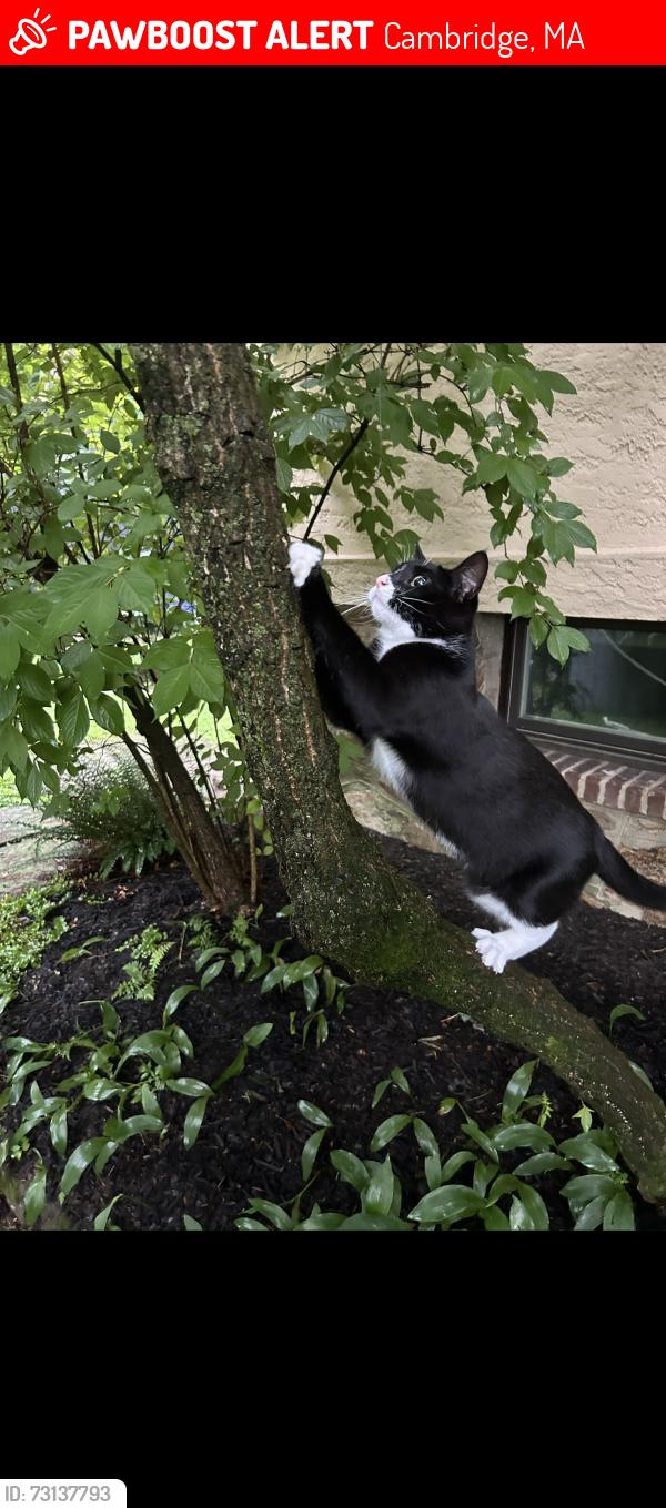 Lost Female Cat last seen At home, Cambridge, MA 02139
