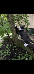 Lost Female Cat last seen At home, Cambridge, MA 02139