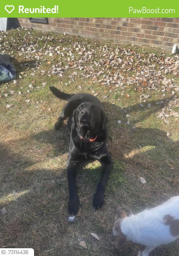 Reunited Male Dog last seen Pleasant Hills Church and Highway 50, Benson, NC 27504