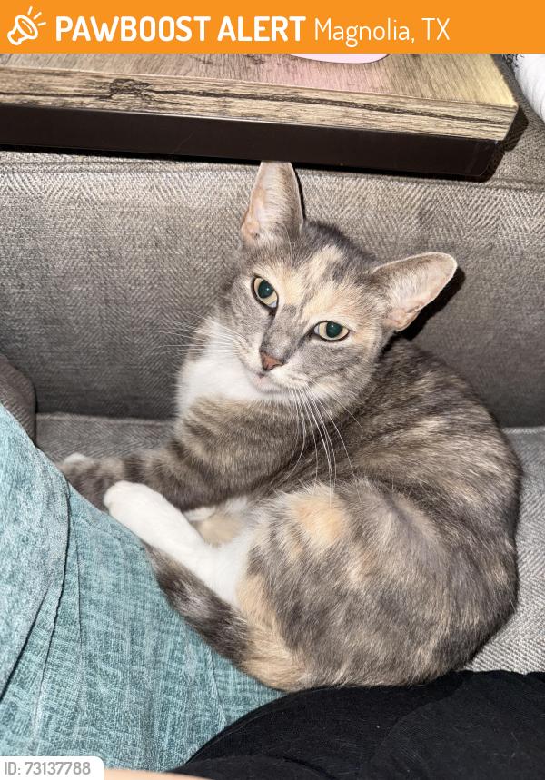 Found/Stray Female Cat last seen Near Standard Rd, Magnolia, TX 77354