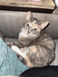 Found/Stray Female Cat last seen Near Standard Rd, Magnolia, TX 77354