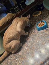 Reunited Male Cat last seen Tropicana and sandhill, around 