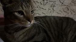 Found/Stray Male Cat last seen Stewart & Gray and Lakewood, Downey, CA 90241