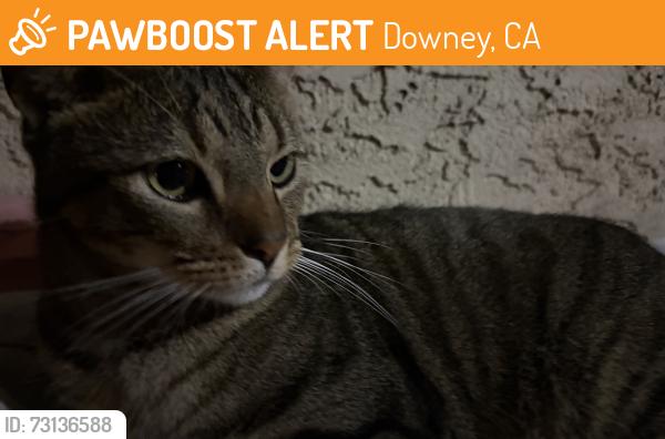 Found/Stray Male Cat last seen Stewart & Gray and Lakewood, Downey, CA 90241
