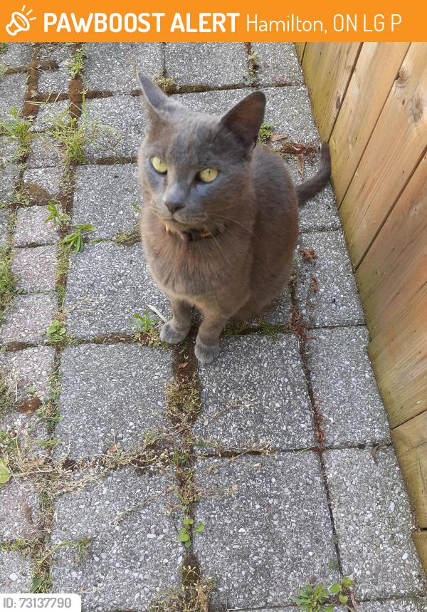 Found/Stray Female Cat last seen King St. East and Mountain Ave. South, Hamilton, ON L8G 2P1