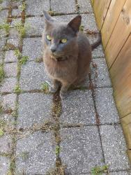 Found/Stray Female Cat last seen King St. East and Mountain Ave. South, Hamilton, ON L8G 2P1