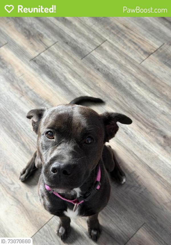 Reunited Female Dog last seen Simpsonville sc, Simpsonville, SC 29681