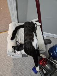 Reunited Male Cat last seen beaufort cir and bessemer street, Springfield, MA 01104