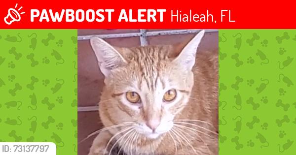Lost Male Cat last seen Near W 22nd Court, Hialeah, Hialeah, FL 33016