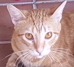 Lost Male Cat last seen Near W 22nd Court, Hialeah, Hialeah, FL 33016