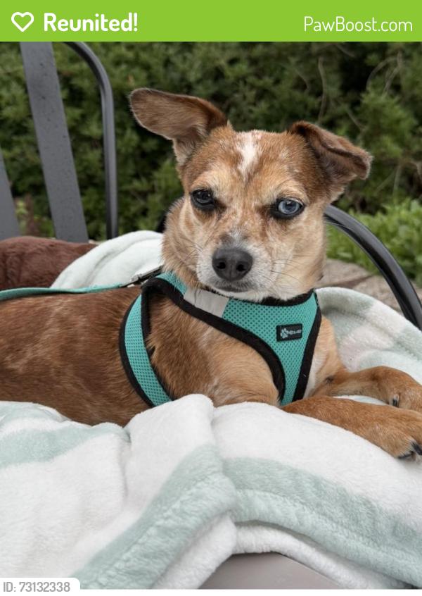 Reunited Female Dog last seen Line and Hancock, Lansdale, PA 19446