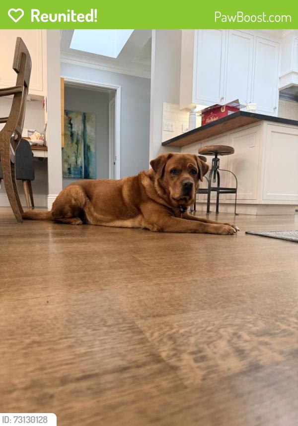 Reunited Male Dog last seen Begonia Drive and Hydrangea Court, San Jose, CA 95124