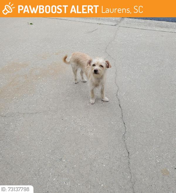 Found/Stray Unknown Dog last seen Near West Copeland Circle, Laurens, SC 29360