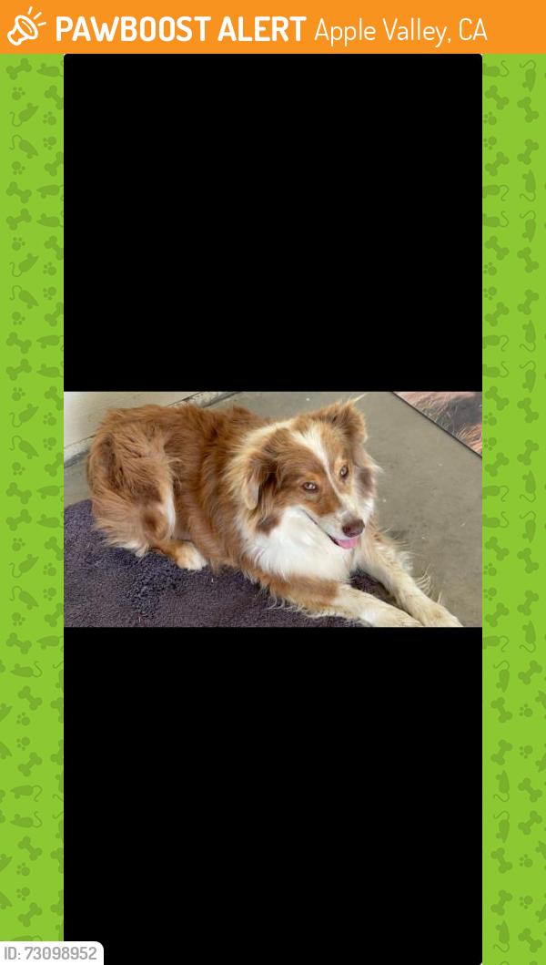 Found/Stray Female Dog last seen Apple valley, ca, Apple Valley, CA 92395