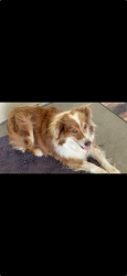 Found/Stray Female Dog last seen Apple valley, ca, Apple Valley, CA 92395