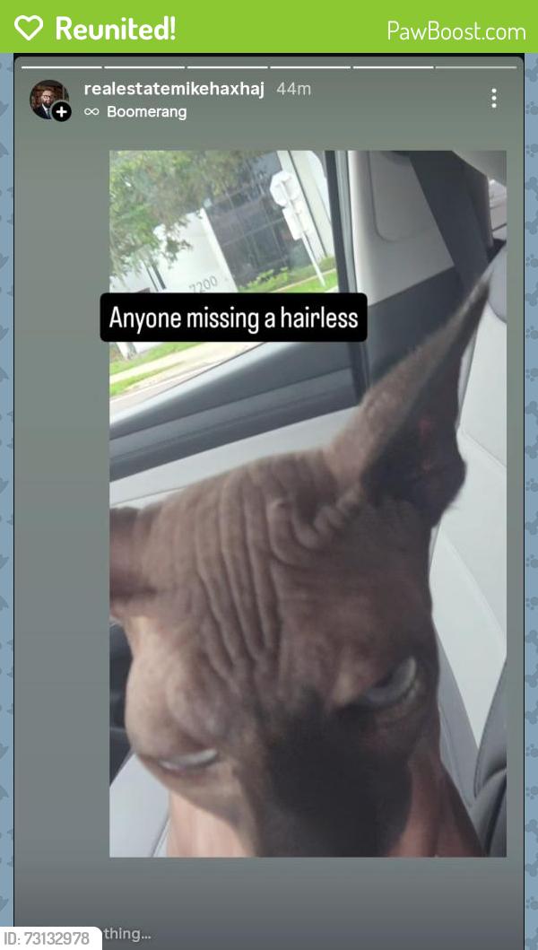 Reunited Unknown Cat last seen Forsyth, Orlando, FL 32817