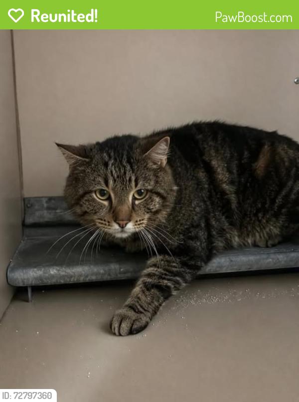 Reunited Male Cat last seen Near S Redwood Rd, Taylorsville, UT 84123