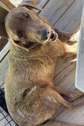 Lost Female Dog last seen Off shell landing rd. by the salty dog cafe/bar. Holden beach area, Supply, NC 28462