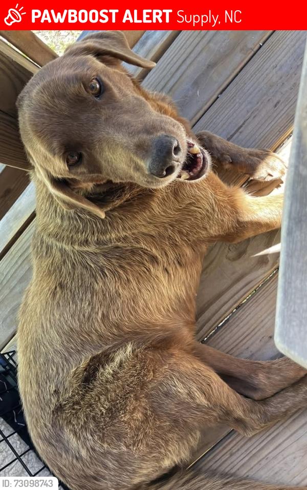 Lost Female Dog last seen Off shell landing rd. by the salty dog cafe/bar. Holden beach area, Supply, NC 28462