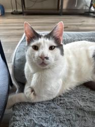 Reunited Male Cat last seen Sidesaddle dr & saddle club dr, Georgetown, TX 78626