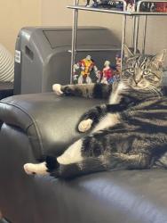 Lost Male Cat last seen Bluerock Dr, Antioch, CA 94509