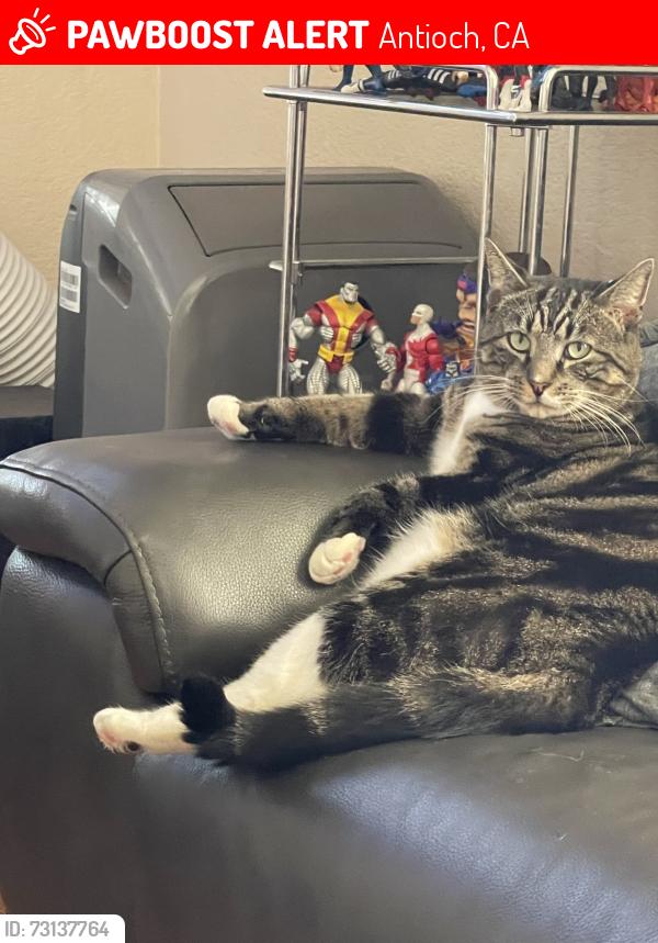 Lost Male Cat last seen Bluerock Dr, Antioch, CA 94509