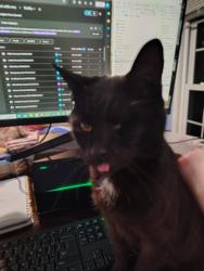 Lost Male Cat last seen Near Brooklyn Lane Norcross GA 30093, Norcross, GA 30093