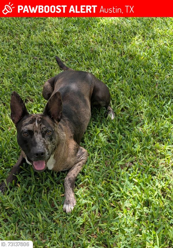 Lost Male Dog last seen Southbound access road, Austin, TX 78728