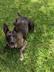 Lost Male Dog last seen Southbound access road, Austin, TX 78728