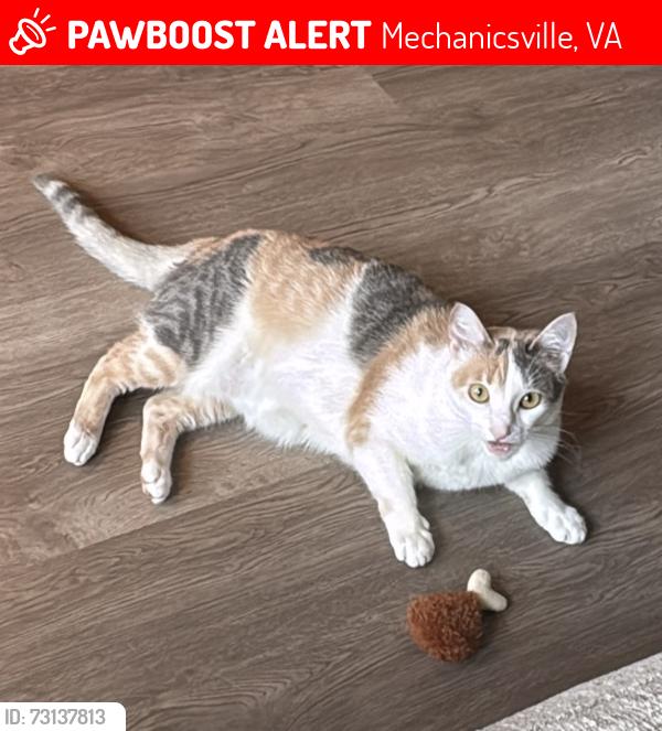 Lost Female Cat last seen Lereve Manor, Mechanicsville, VA 23111