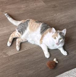 Lost Female Cat last seen Lereve Manor, Mechanicsville, VA 23111