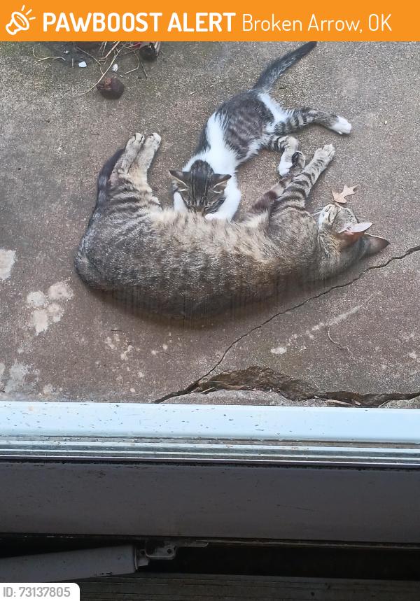 Found/Stray Female Cat last seen 101st & Elm, Broken Arrow, OK 74012