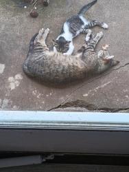Found/Stray Female Cat last seen 101st & Elm, Broken Arrow, OK 74012