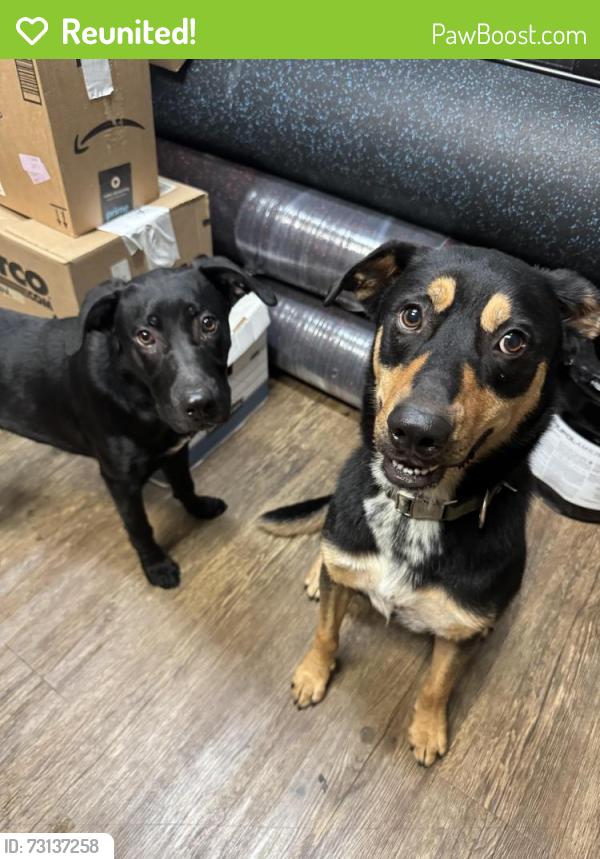 Reunited Male Dog last seen Near & Shipp dr. Next to DZ smoke and vape shop, Watauga, TX 76148
