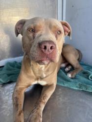 Shelter Stray Male Dog last seen , 1850 W 60th St, Los Angeles, CA 90047, USA