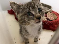 Shelter Stray Male Cat last seen Near BLOCK W BOBOLINK AVE, 3839 W Burnham St, West Milwaukee, WI 53215, USA